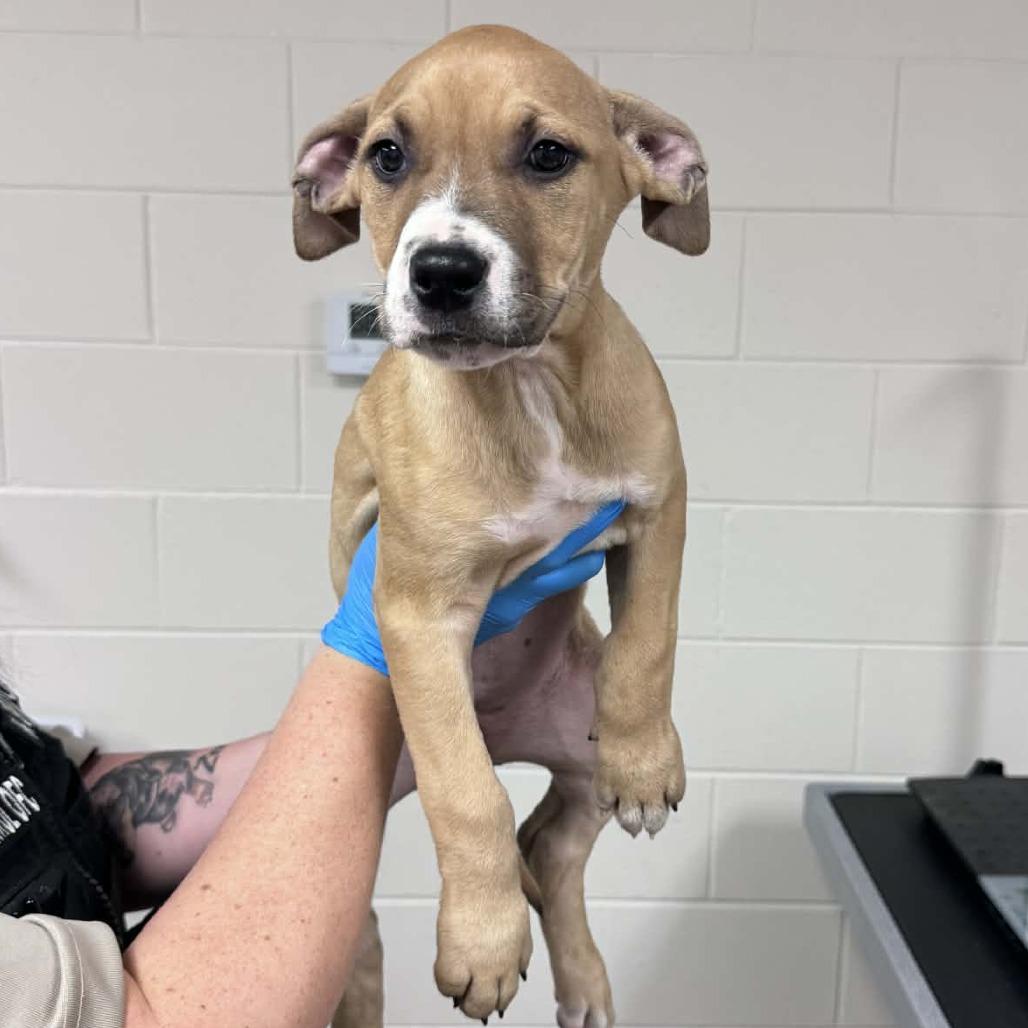 Enlarge Kanga, a Adoptable mixed breed in Manhattan, KS image 1/2