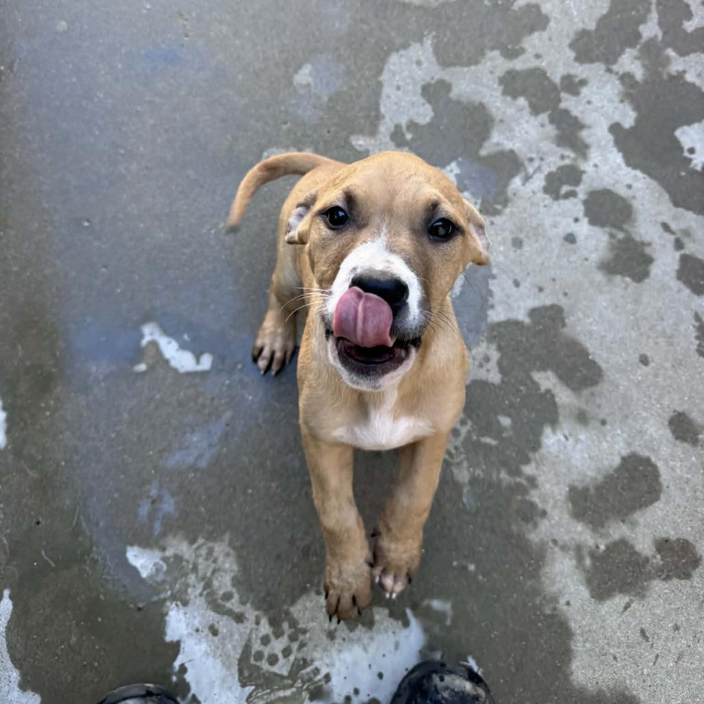 Enlarge Kanga, a Adoptable mixed breed in Manhattan, KS image 2/2