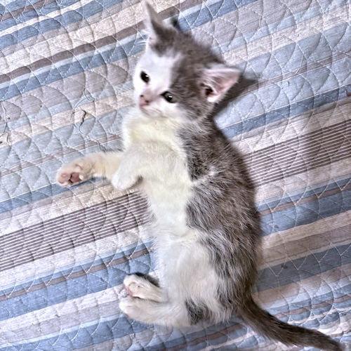 Tootsie, a Adoptable Tabby in Rutherfordton, NC image 1/3