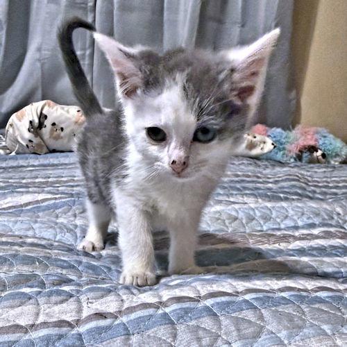 Tootsie, a Adoptable Tabby in Rutherfordton, NC image 2/3