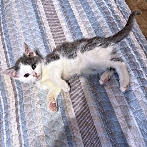 Tootsie, a Adoptable Tabby in Rutherfordton, NC image 3/3