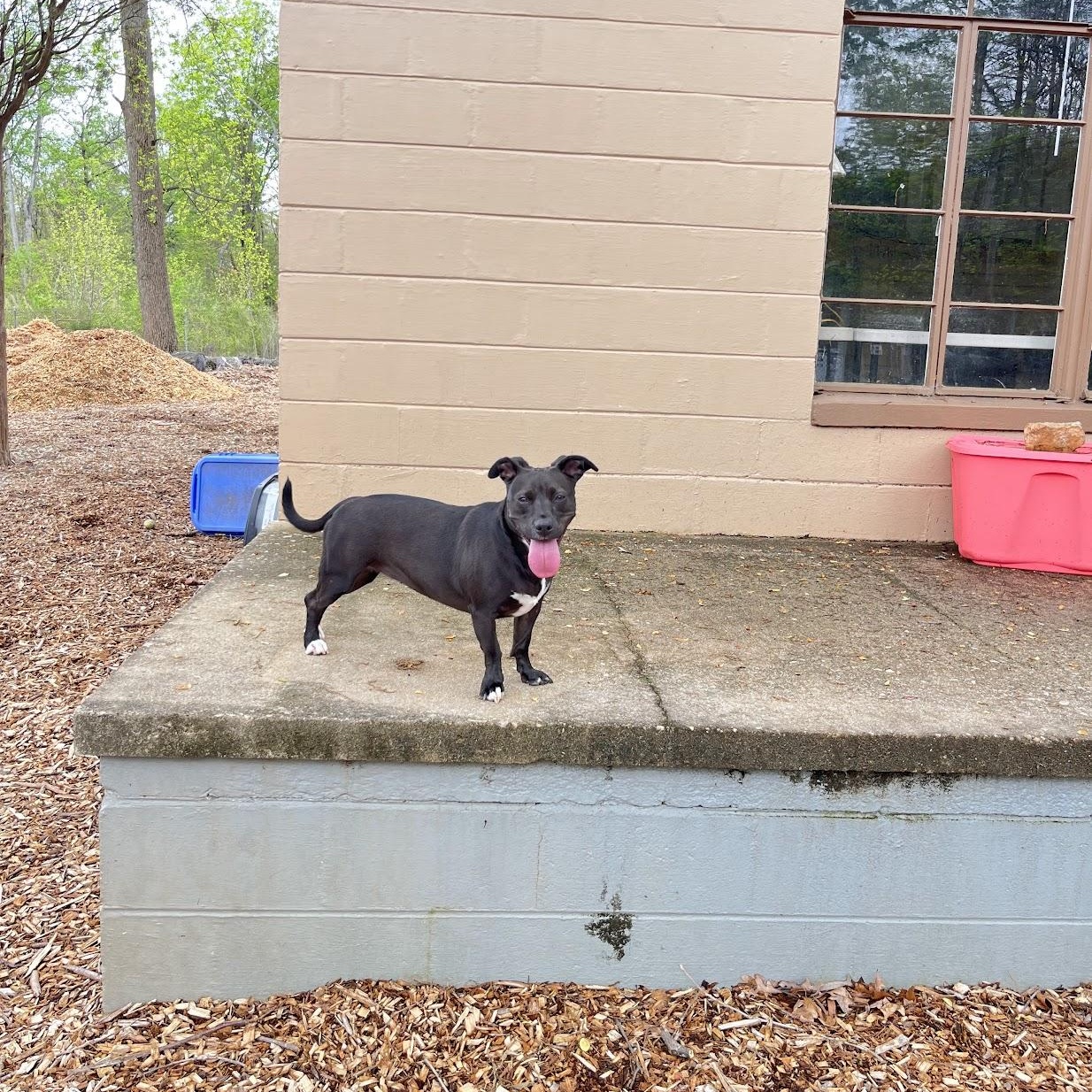 Enlarge Ms. Molly, a Adoptable mixed breed in Salisbury, NC image 6/6