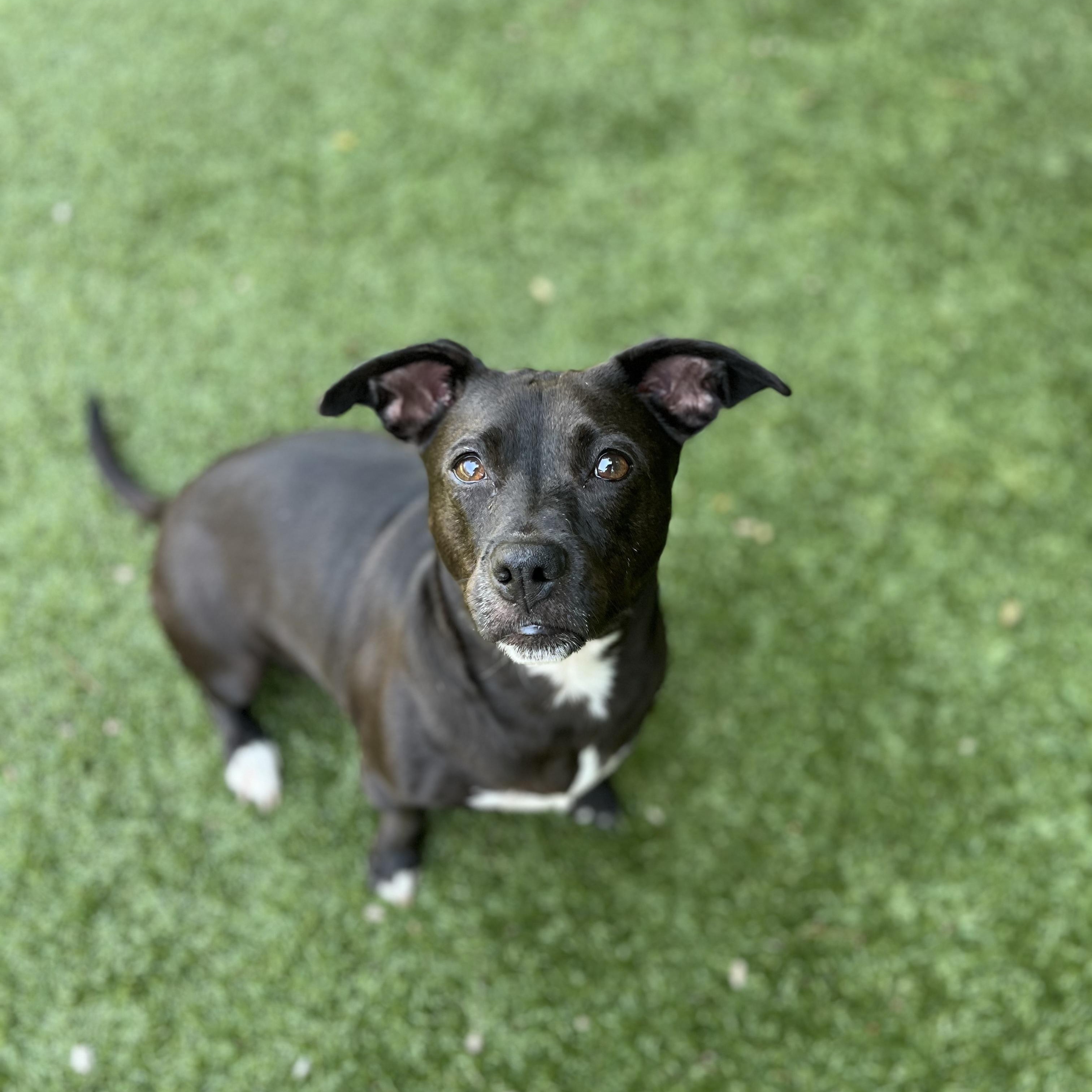 Enlarge Ms. Molly, a Adoptable mixed breed in Salisbury, NC image 4/6