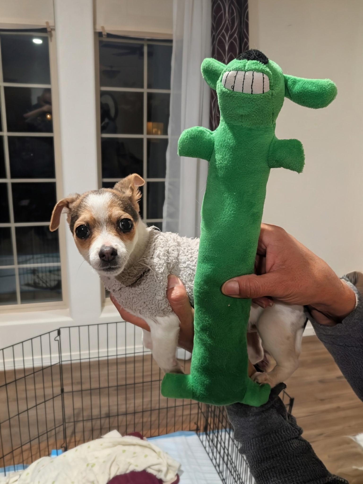 GEORGIA , a ADOPTABLE mixed breed in Pena Blanca, NM image 2/2