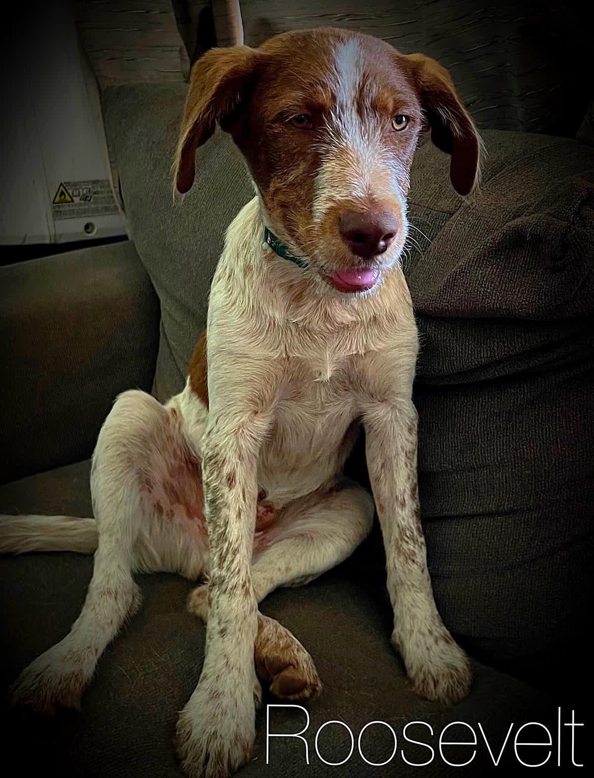Roosevelt, an adoptable Wirehaired Terrier in Klamath Falls, OR, 97603 | Photo Image 1