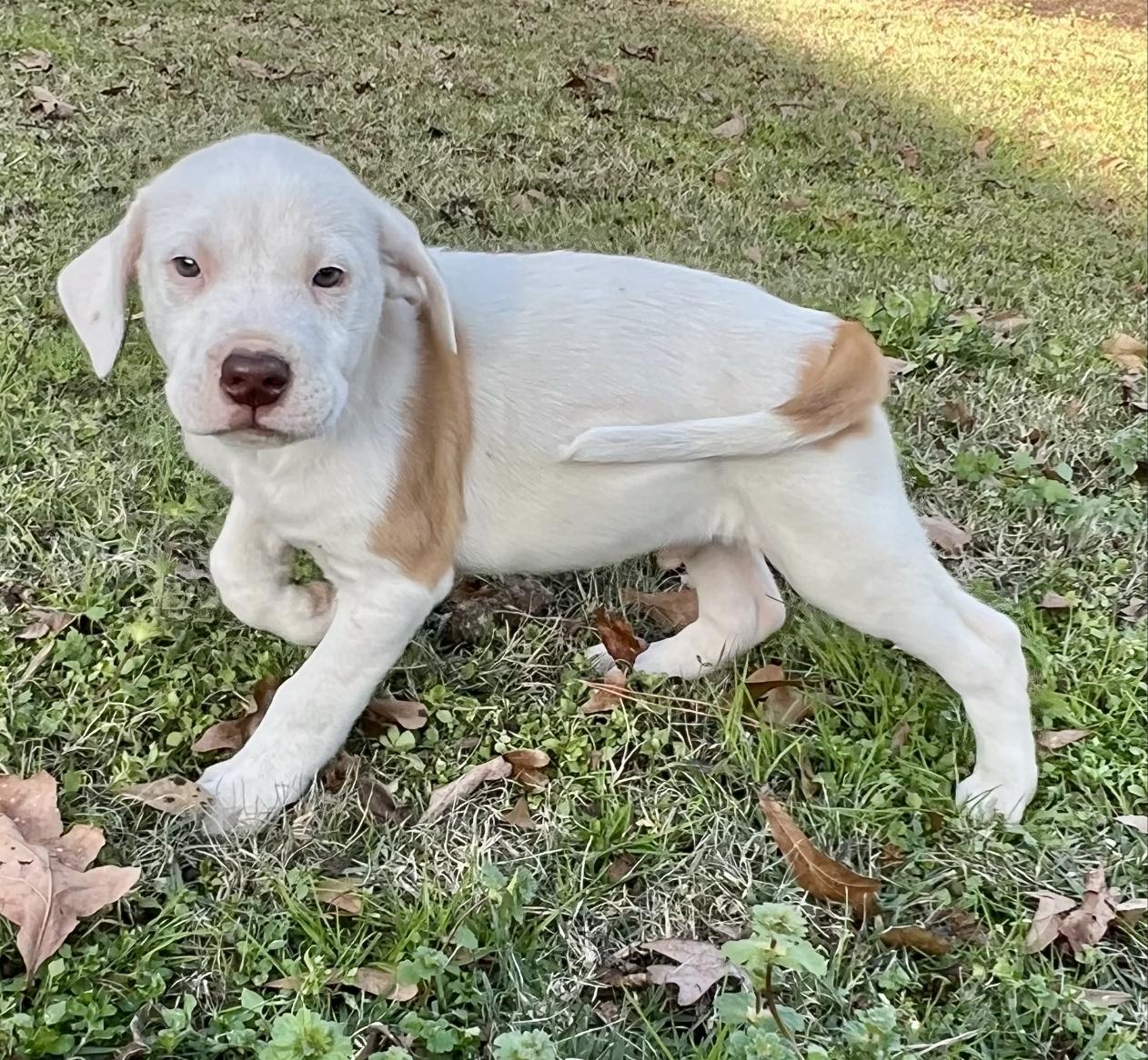 Montey — thumbnail 5