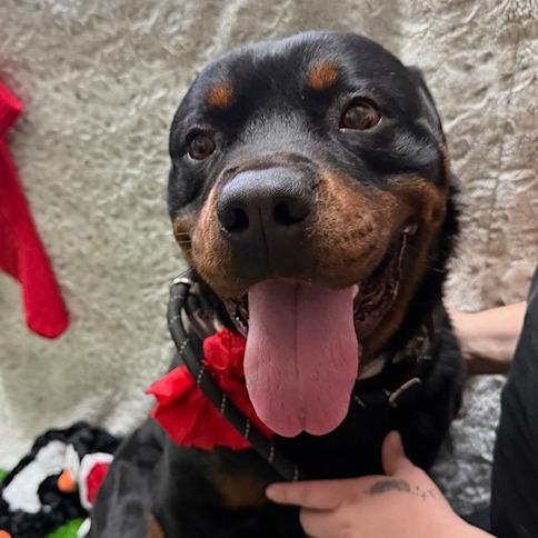 Ruger, a Adoptable mixed breed in Washougal, WA image 2/3