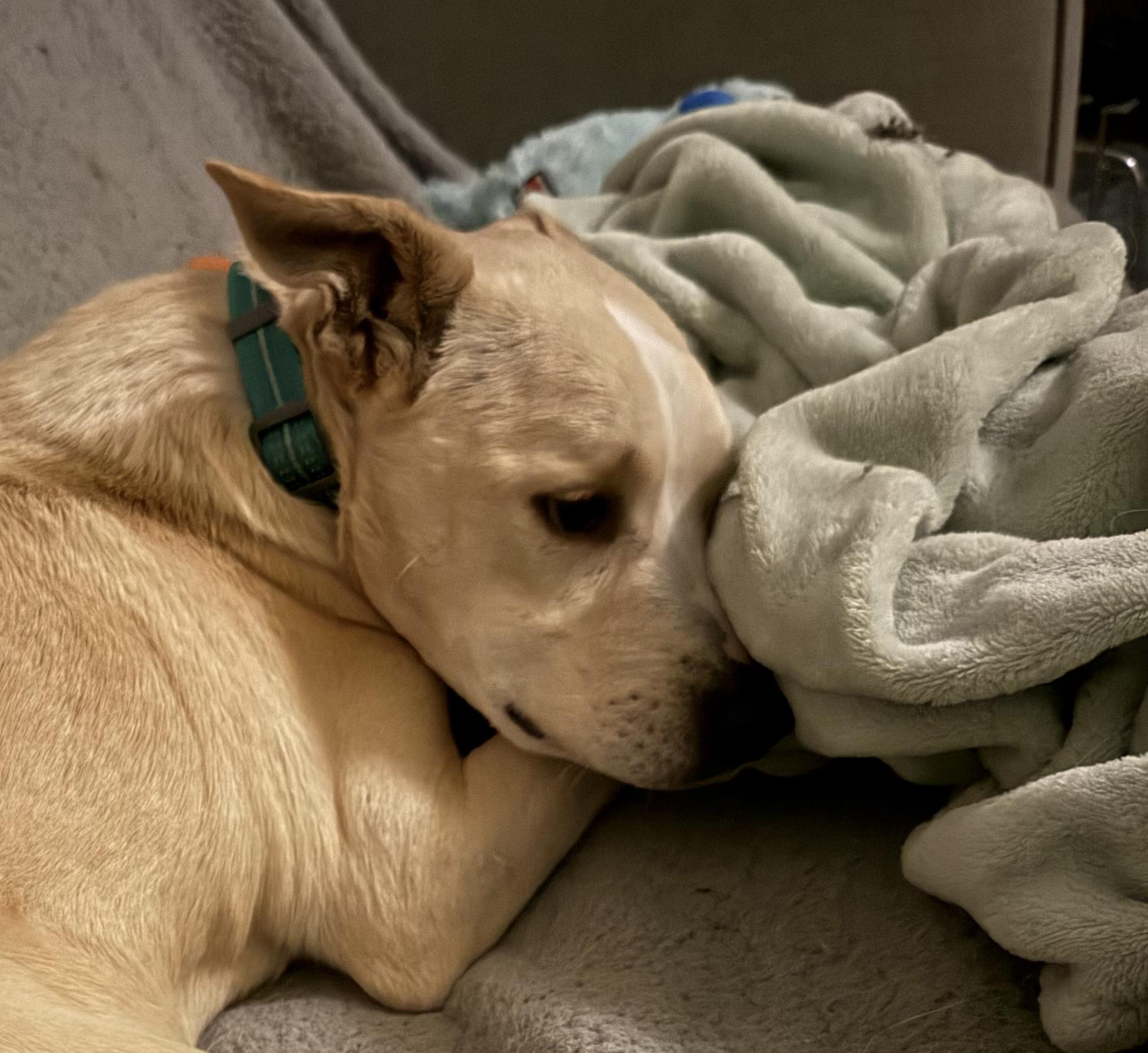 Shadow, a ADOPTABLE mixed breed in San Francisco, CA image 1/4