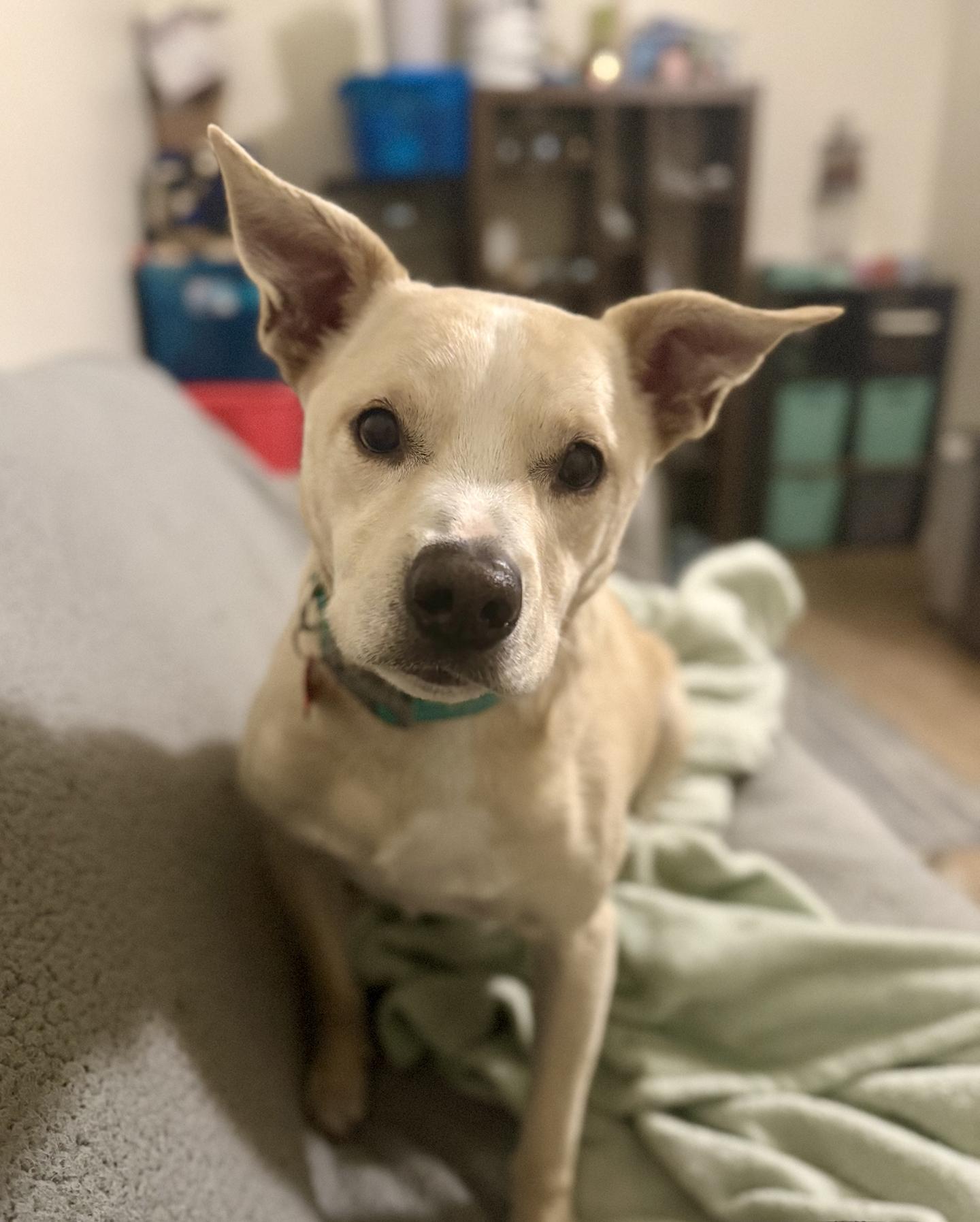 Shadow, a ADOPTABLE mixed breed in San Francisco, CA image 2/4