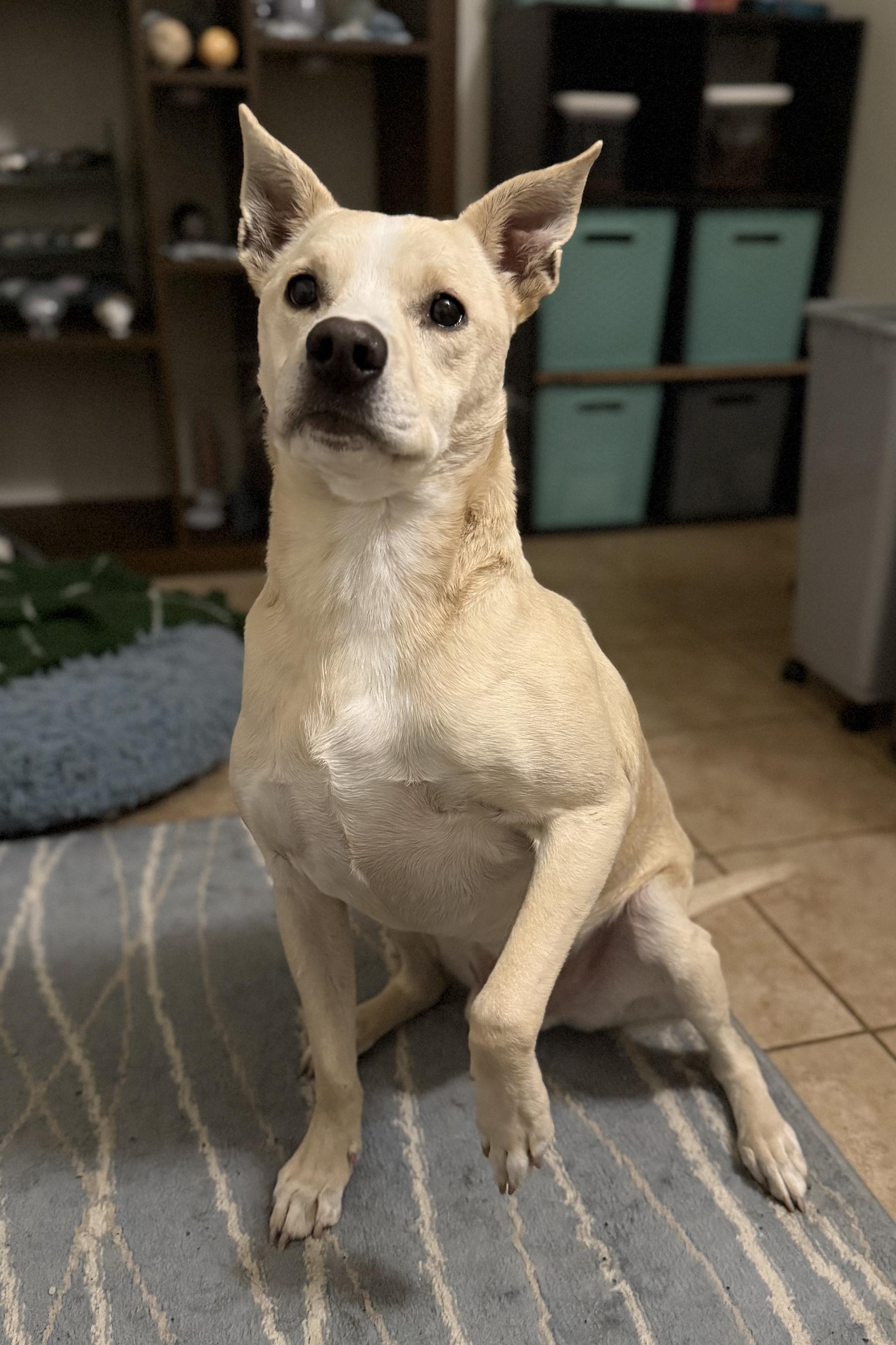 Shadow, a ADOPTABLE mixed breed in San Francisco, CA image 3/4