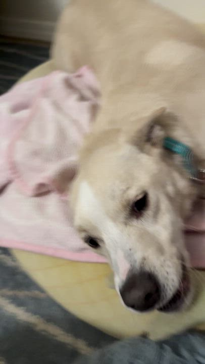 Enlarge Shadow, a ADOPTABLE mixed breed in San Francisco, CA video 4/4