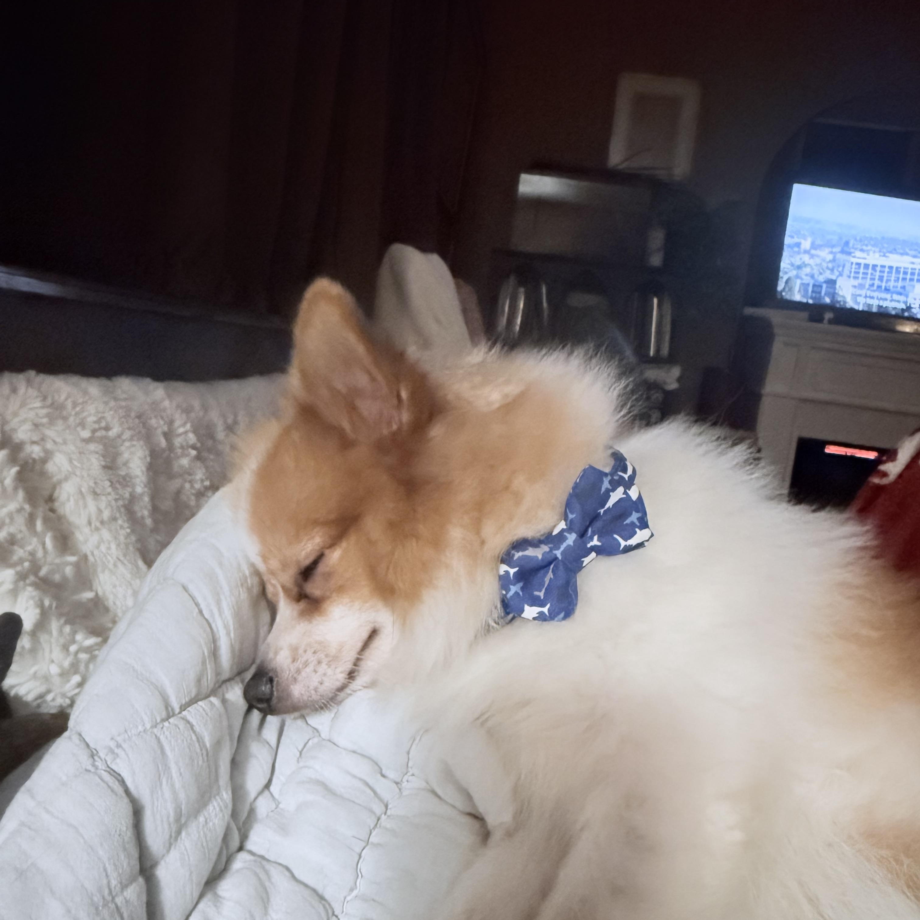 Enlarge Milo, a ADOPTABLE Pomeranian in Albany, NY image 5/6