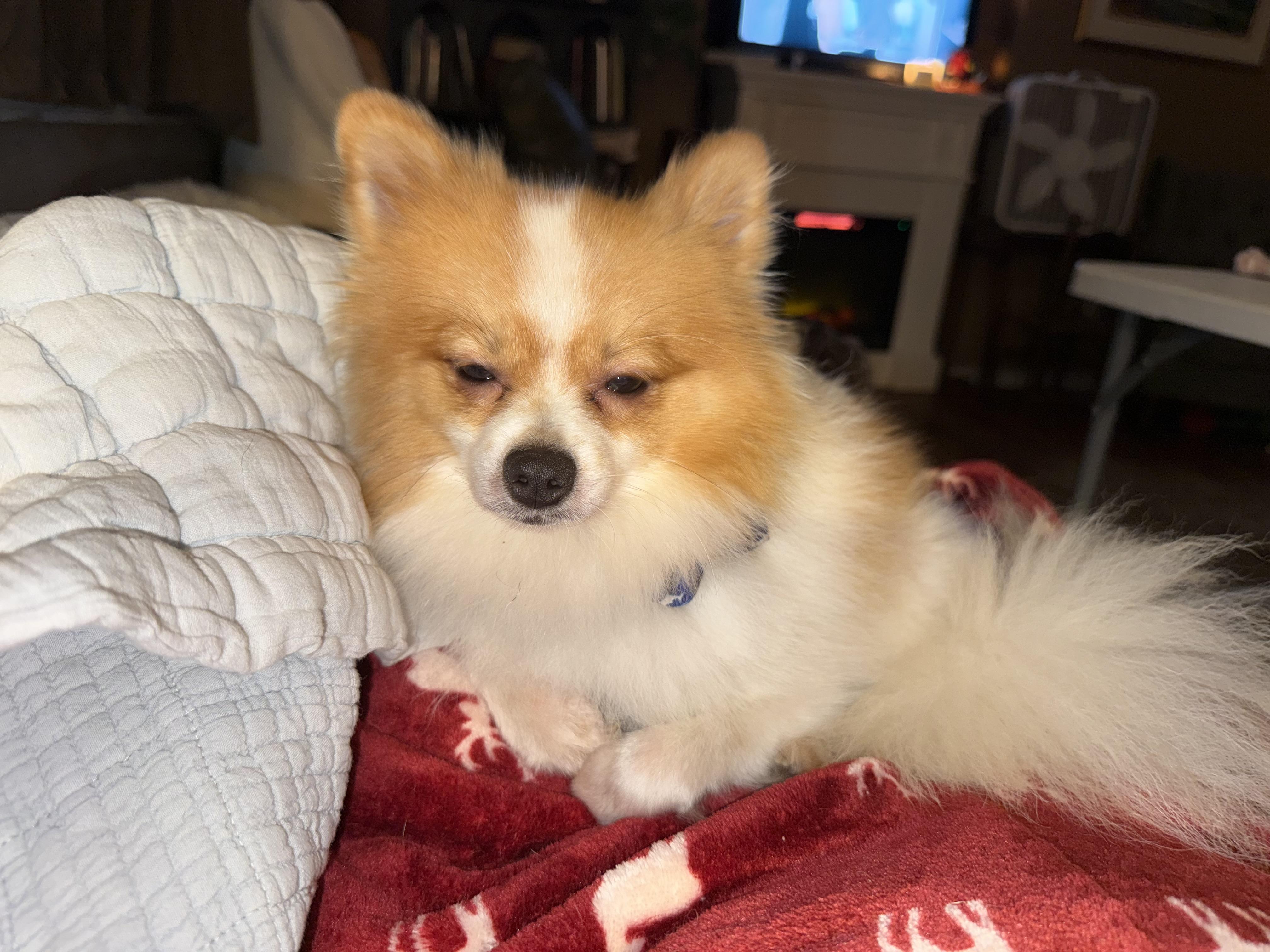 Enlarge Milo, a ADOPTABLE Pomeranian in Albany, NY image 3/6