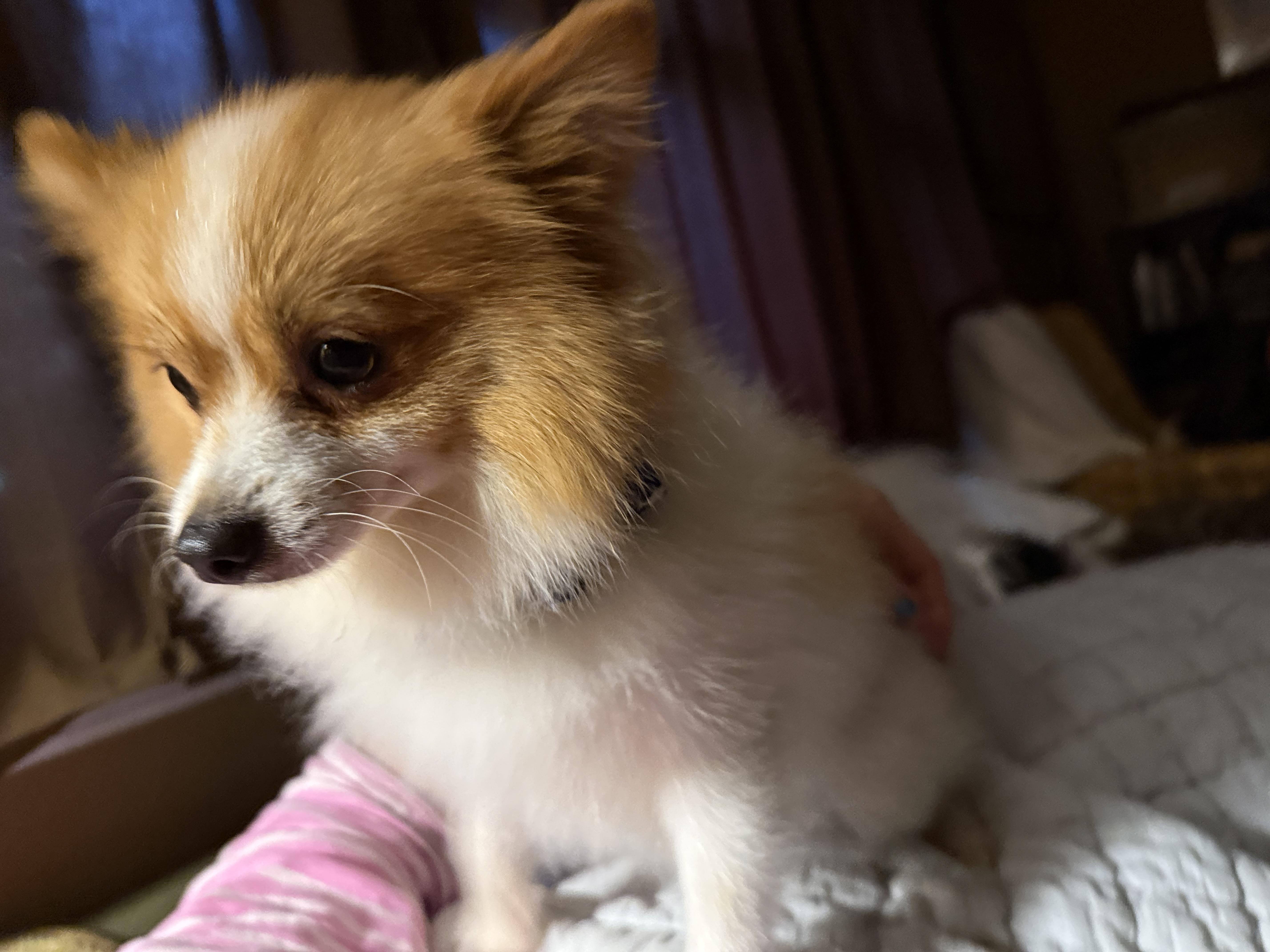 Enlarge Milo, a ADOPTABLE Pomeranian in Albany, NY image 1/6