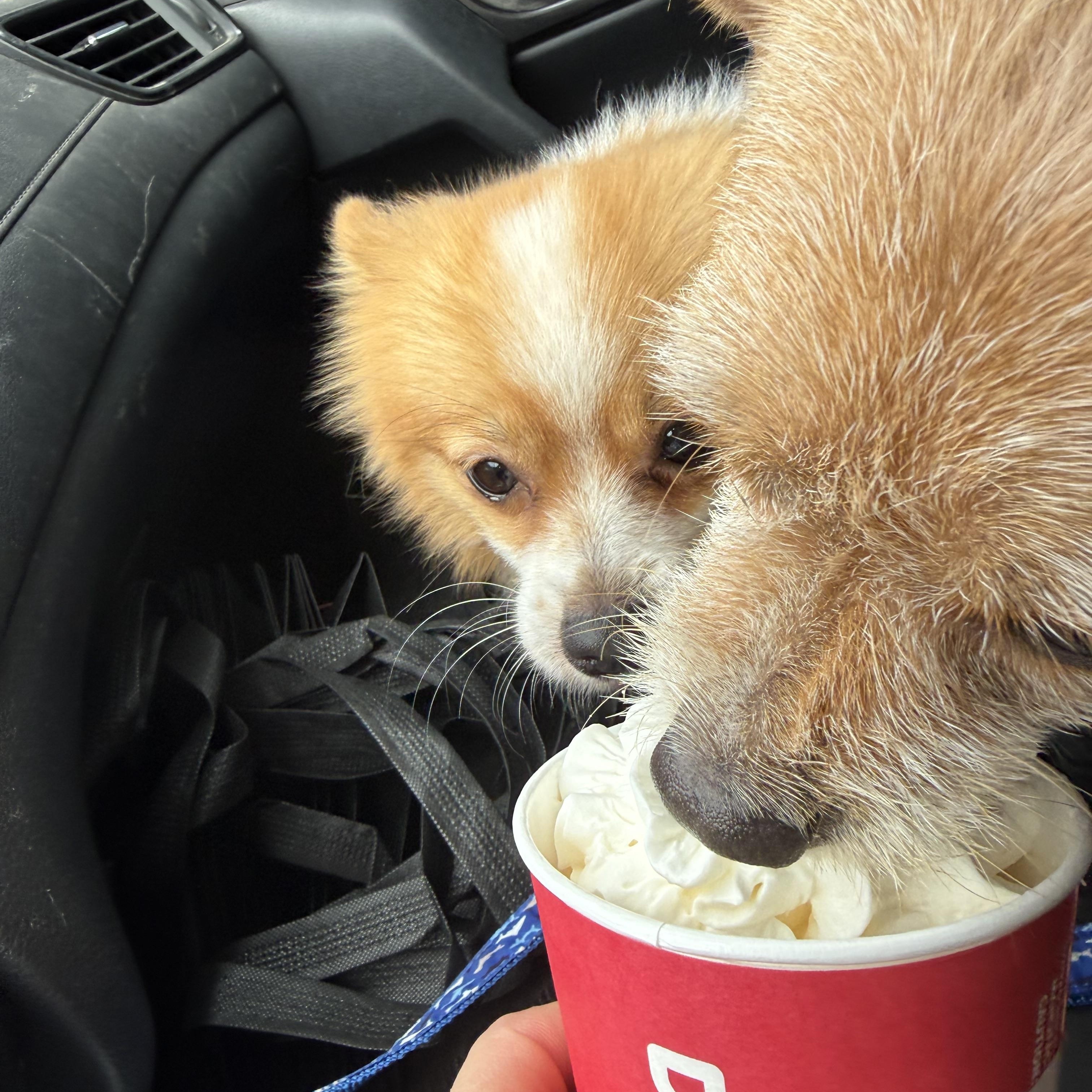 Enlarge Milo, a ADOPTABLE Pomeranian in Albany, NY image 6/6