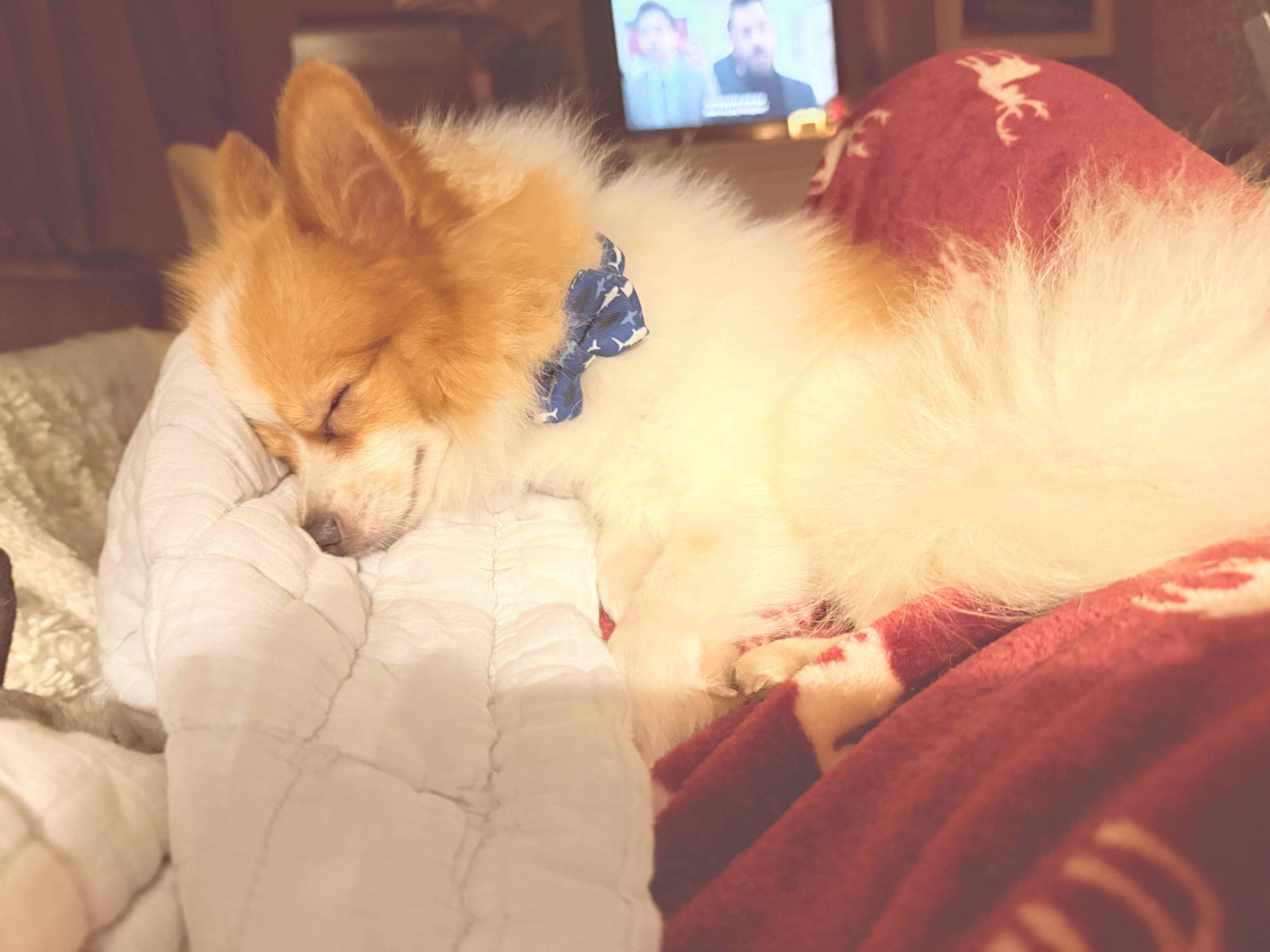 Enlarge Milo, a ADOPTABLE Pomeranian in Albany, NY image 2/6