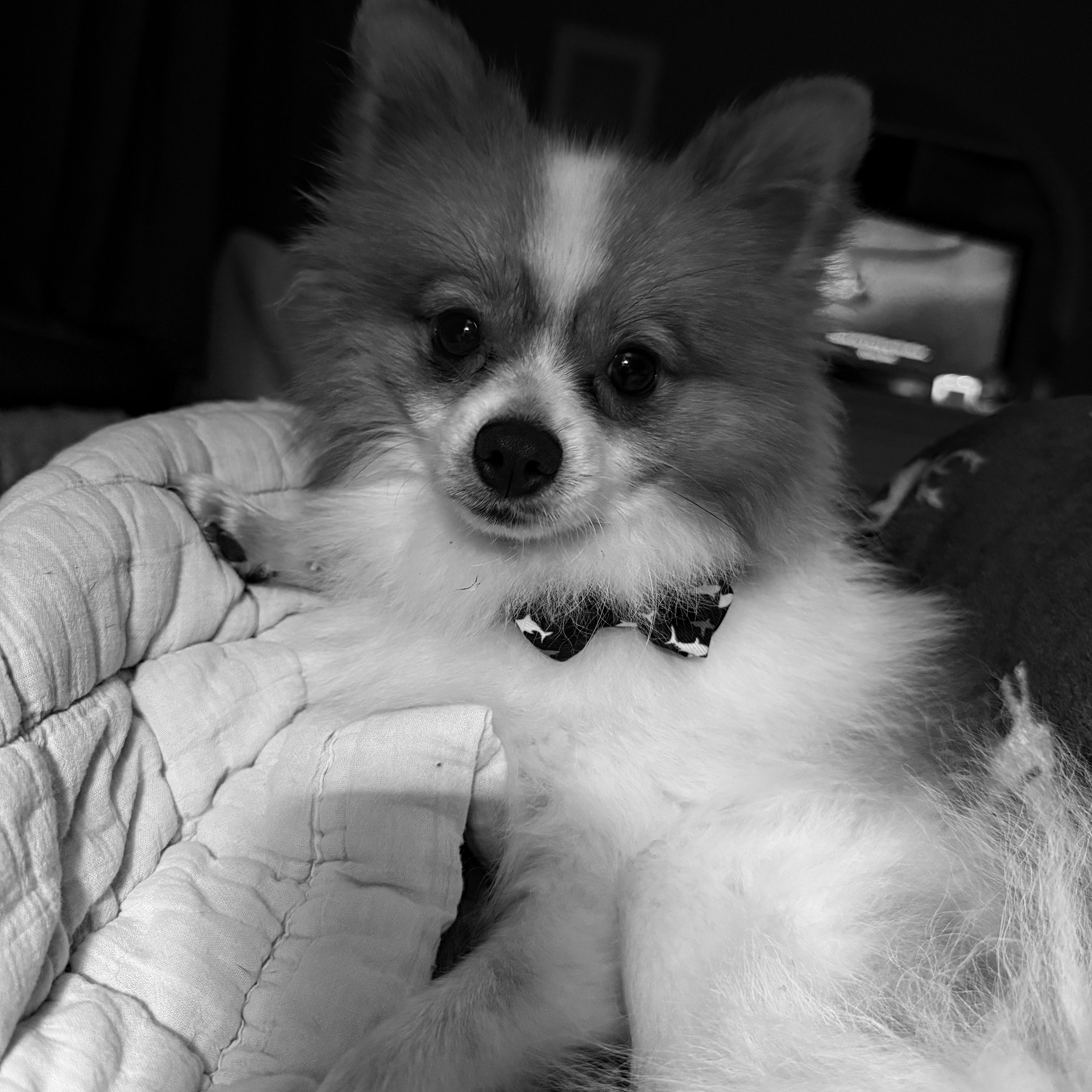 Enlarge Milo, a ADOPTABLE Pomeranian in Albany, NY image 4/6