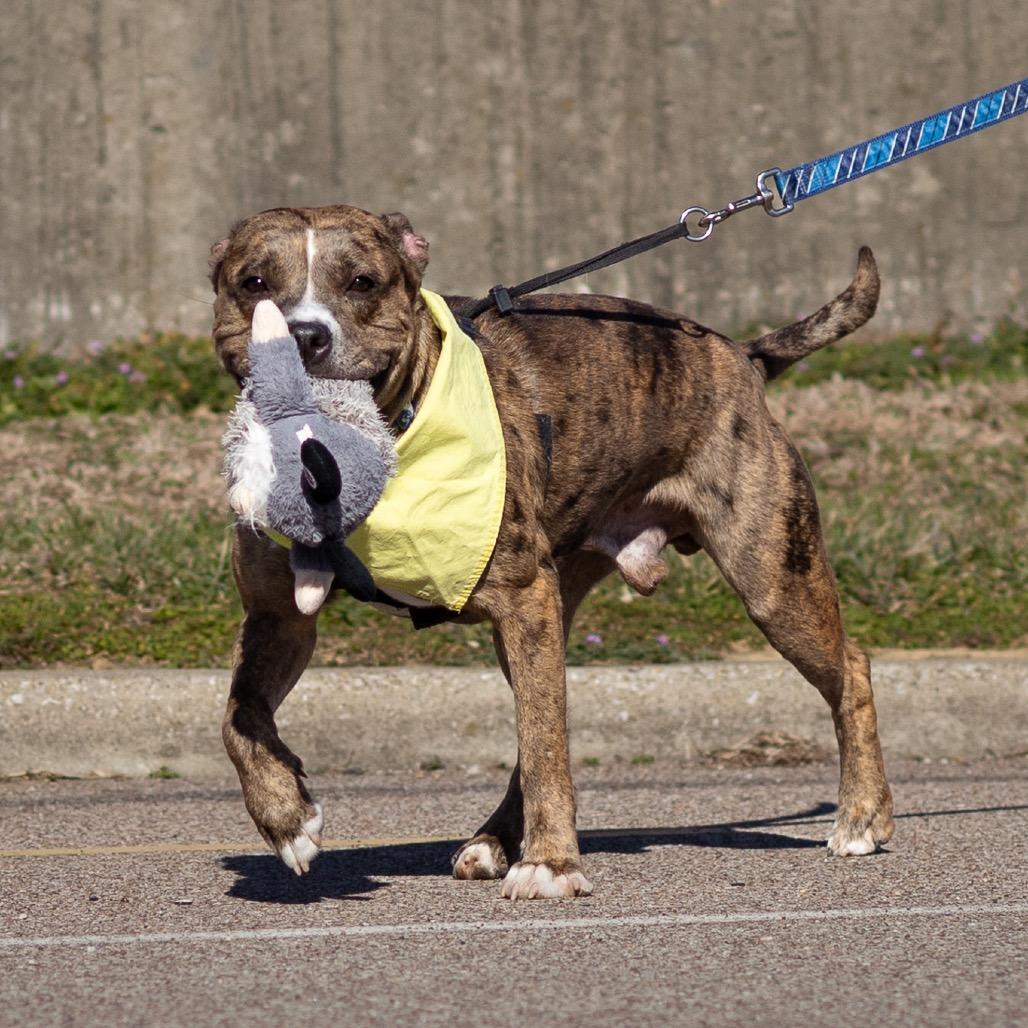 Tyson, Adoptable, Adult Male Pit Bull Terrier.