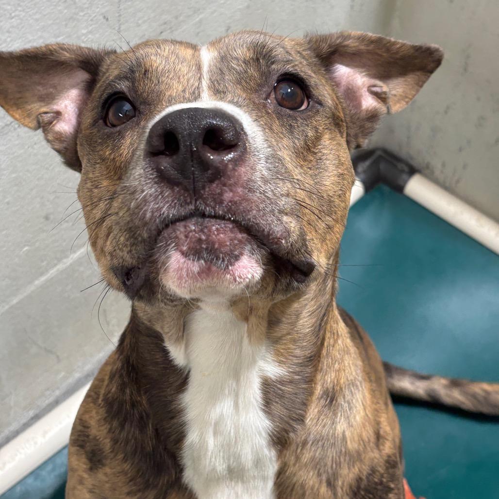 Enlarge Tyson, a Adoptable Pit Bull Terrier in Evansville, IN image 2/5