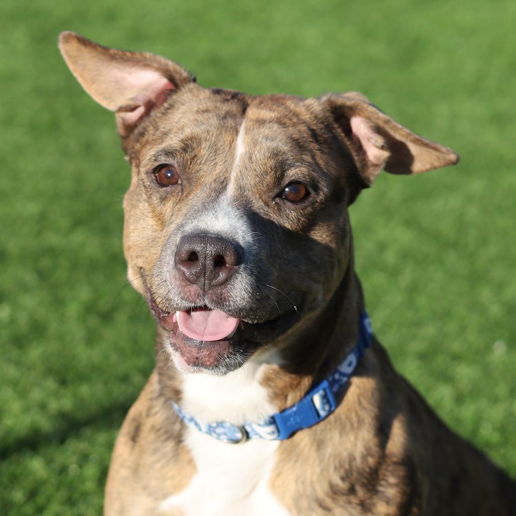 Enlarge Tyson, a Adoptable Pit Bull Terrier in Evansville, IN image 3/5
