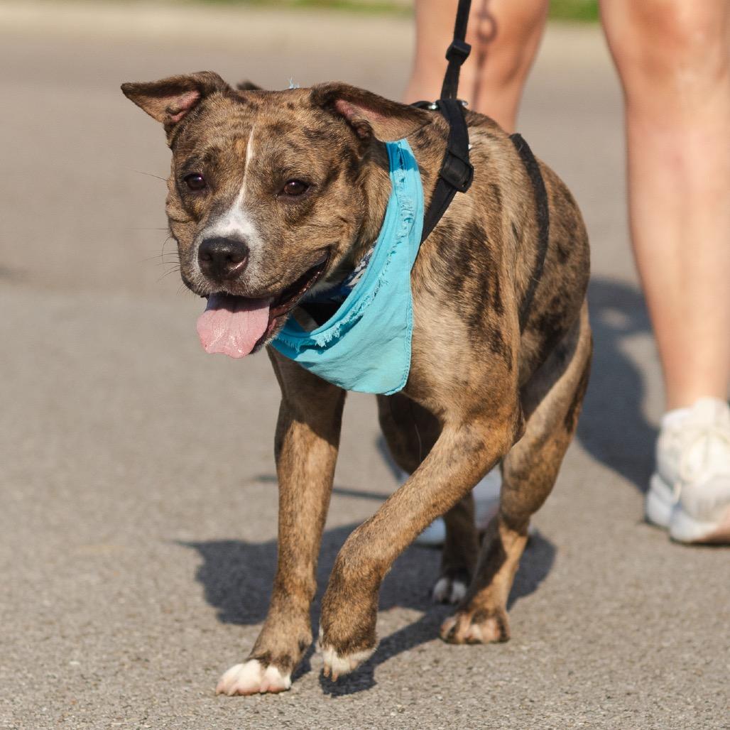 Enlarge Tyson, a Adoptable Pit Bull Terrier in Evansville, IN image 4/5