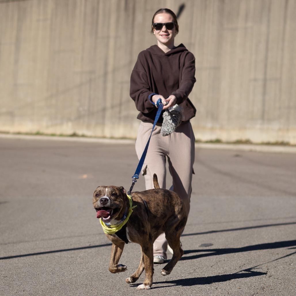 Enlarge Tyson, a Adoptable Pit Bull Terrier in Evansville, IN image 5/5