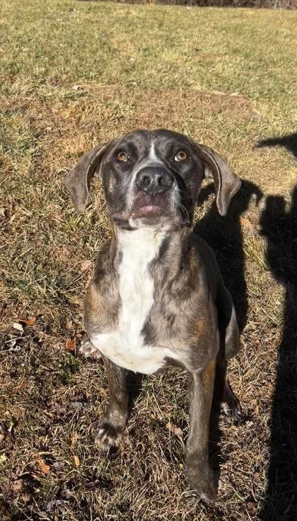 Mako, Adoptable, Adult Female Hound & Mixed Breed.
