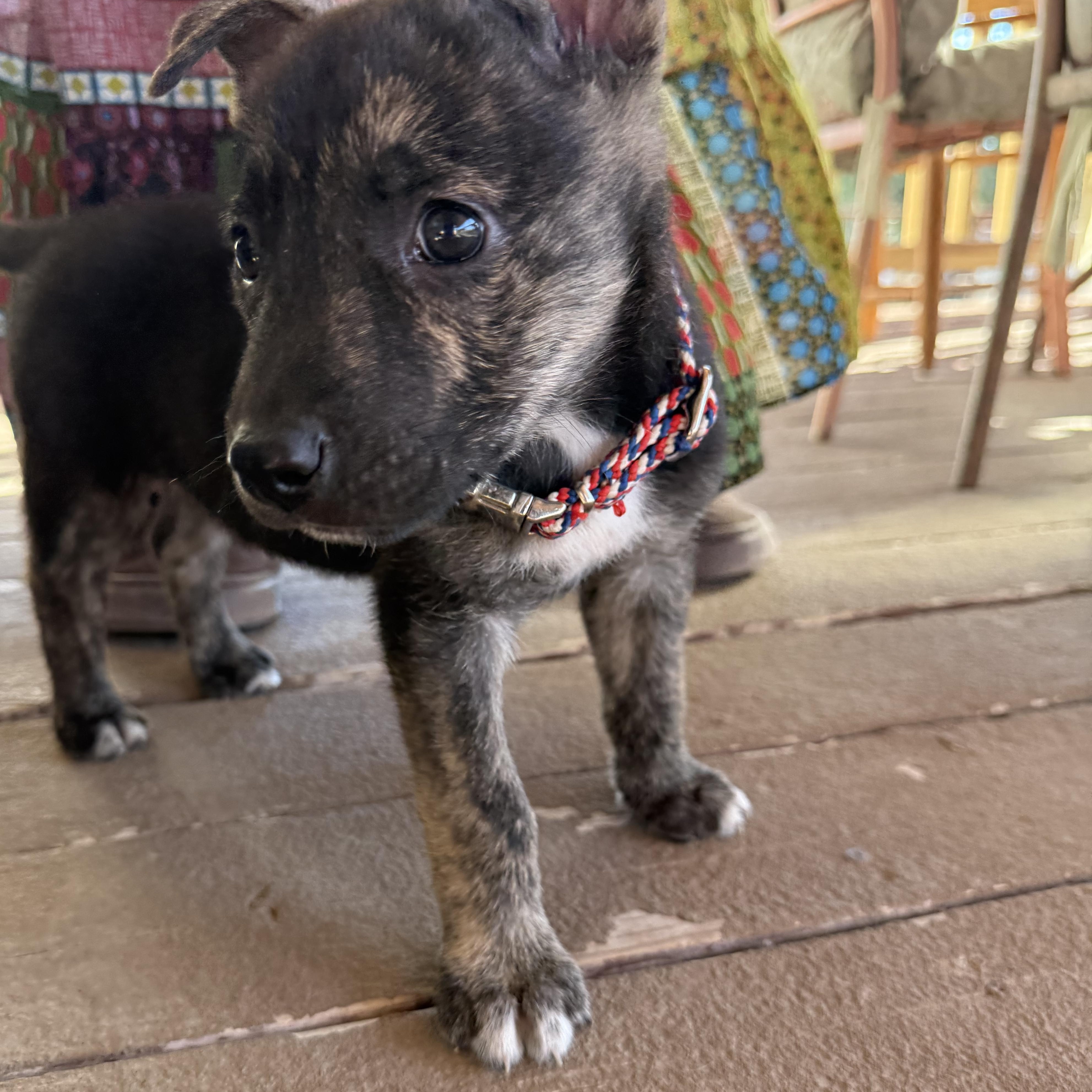 Enlarge Beacon, a Adoptable mixed breed in Cypress, TX image 2/6