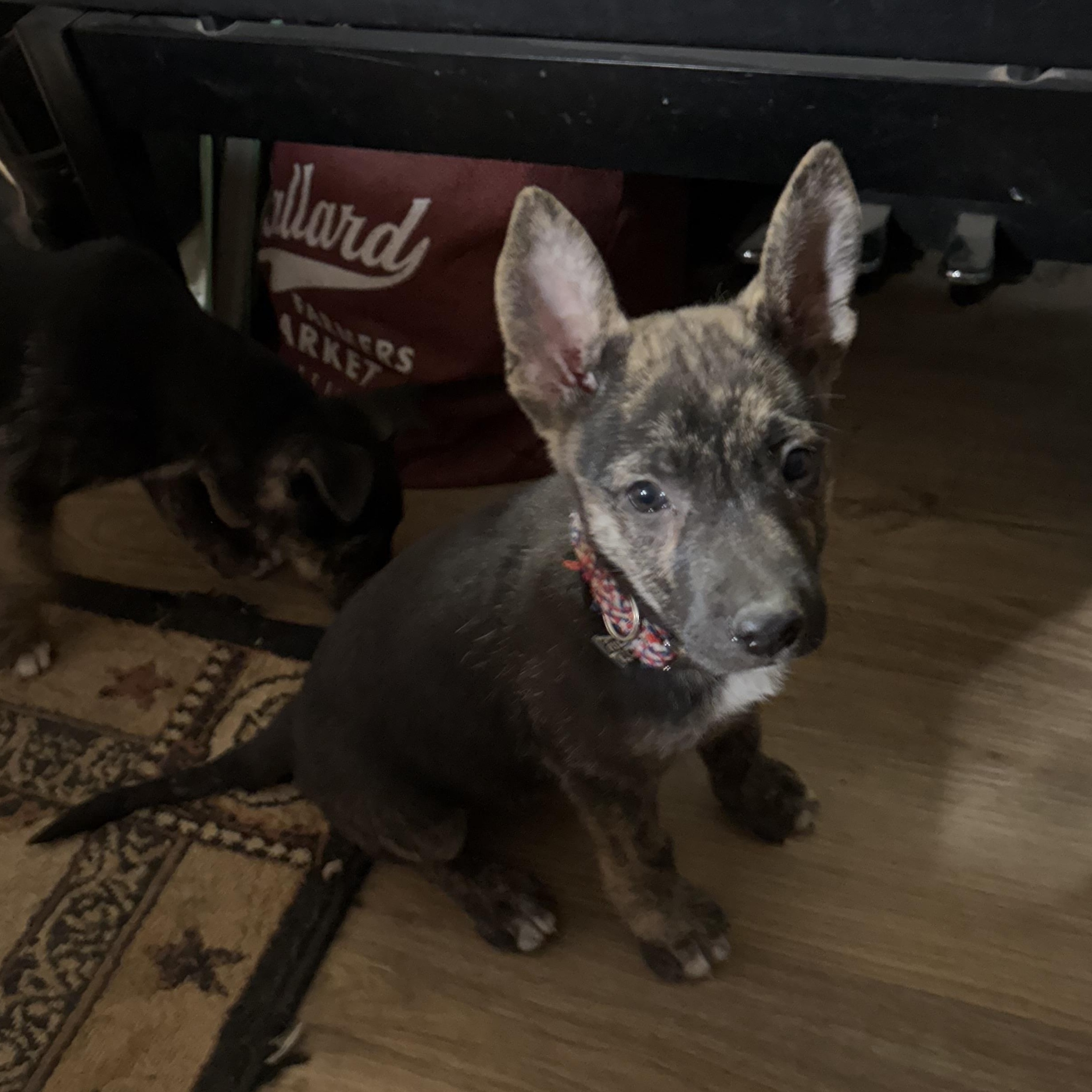 Enlarge Beacon, a Adoptable mixed breed in Cypress, TX image 4/6