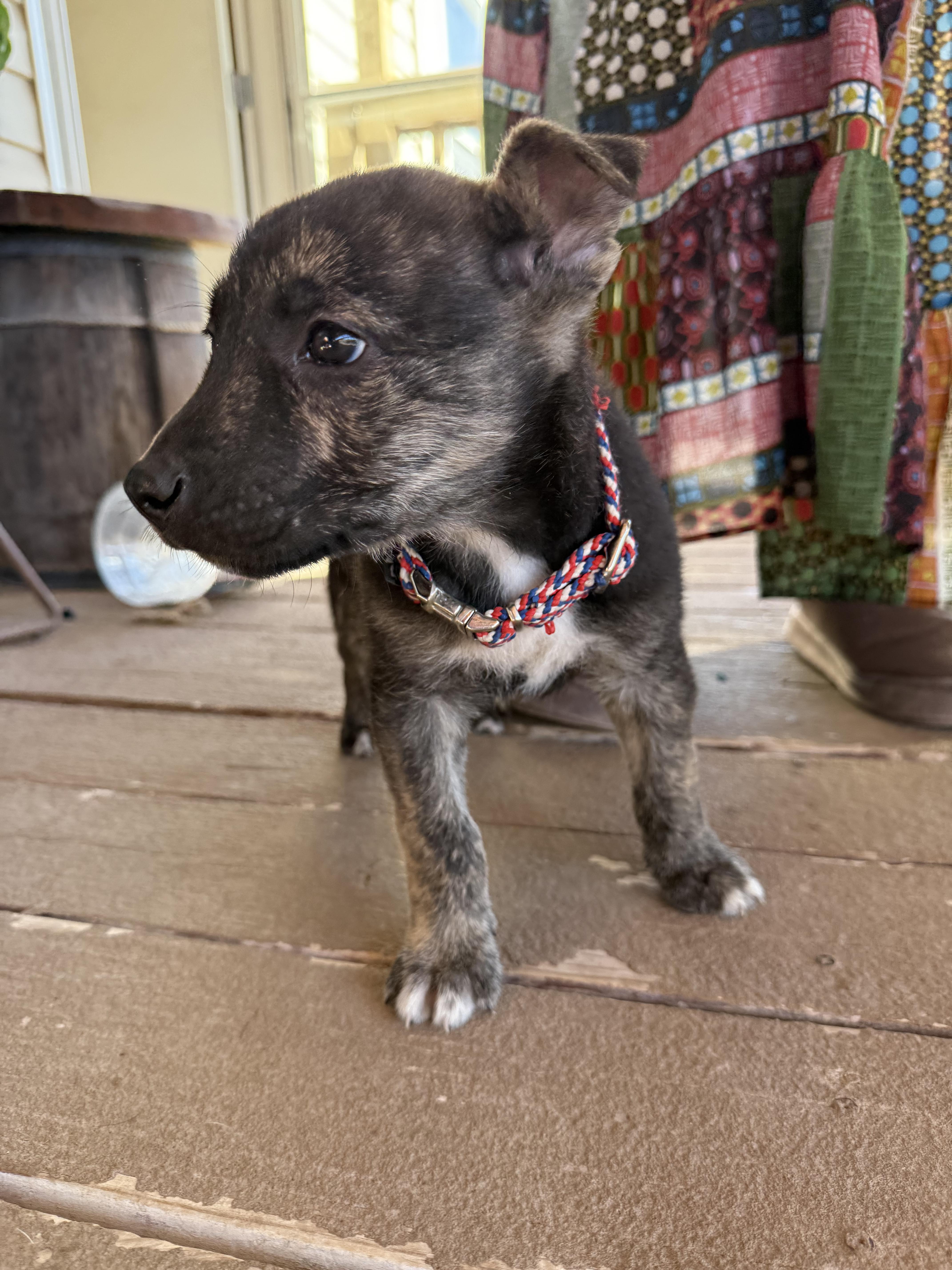 Enlarge Beacon, a Adoptable mixed breed in Cypress, TX image 5/6