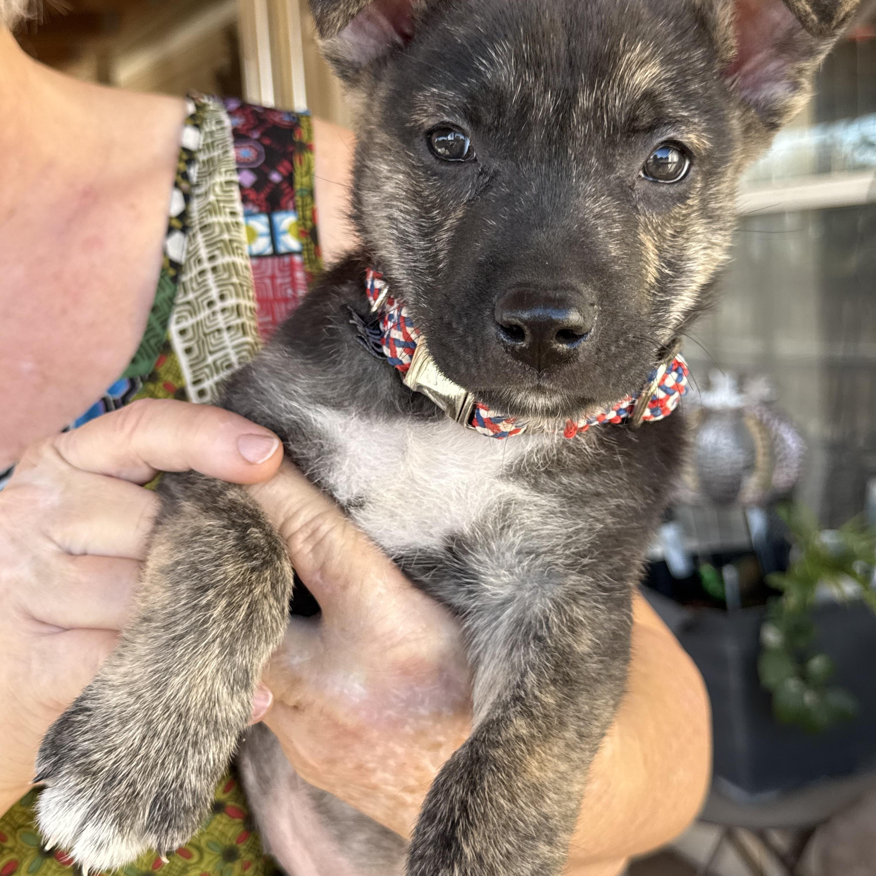 Beacon, Adoptable, Puppy Male German Shepherd Dog & Husky.