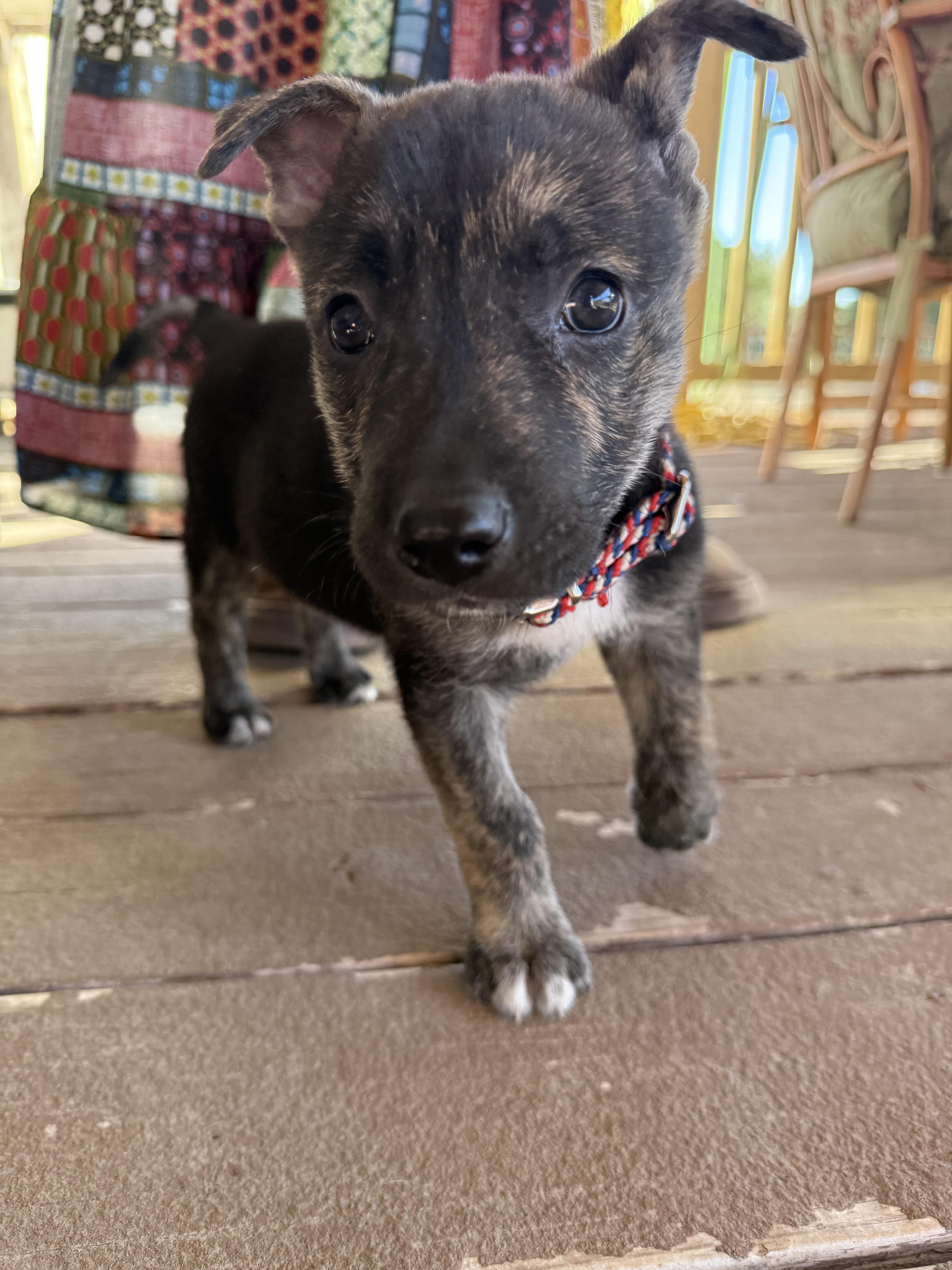 Enlarge Beacon, a Adoptable mixed breed in Cypress, TX image 6/6