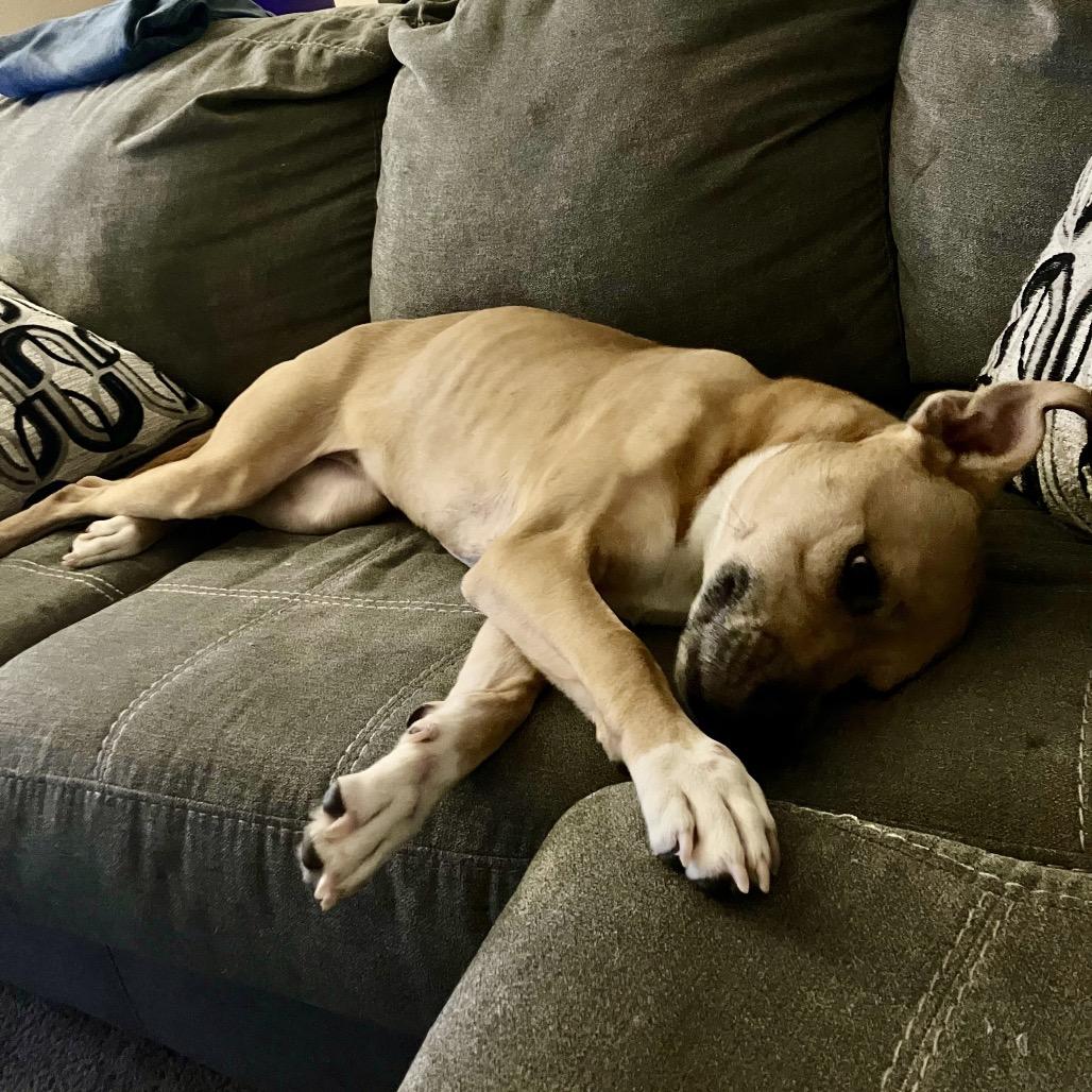Enlarge Bria Y613 (Stormi), a Adoptable mixed breed in Allen, TX image 1/6