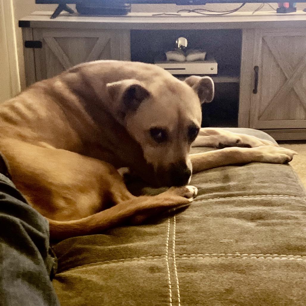Enlarge Bria Y613 (Stormi), a Adoptable mixed breed in Allen, TX image 2/6