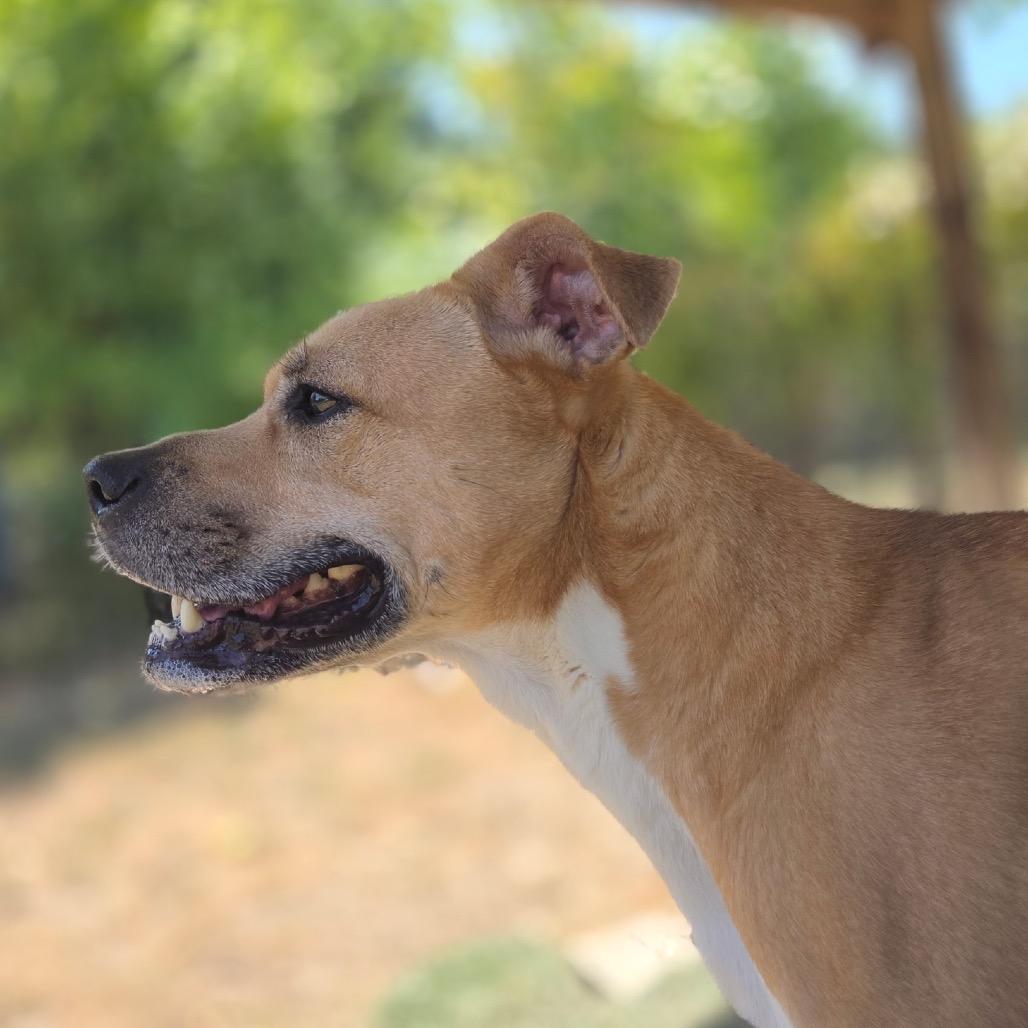 Enlarge Bria Y613 (Stormi), a Adoptable mixed breed in Allen, TX image 3/6