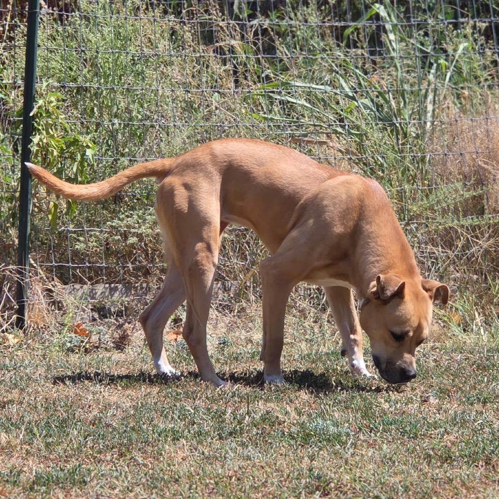 Enlarge Bria Y613 (Stormi), a Adoptable mixed breed in Allen, TX image 4/6
