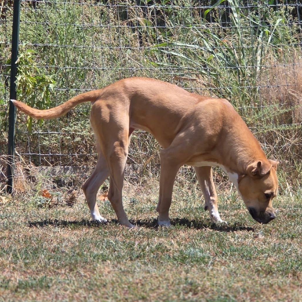 Enlarge Bria Y613 (Stormi), a Adoptable mixed breed in Allen, TX image 6/6