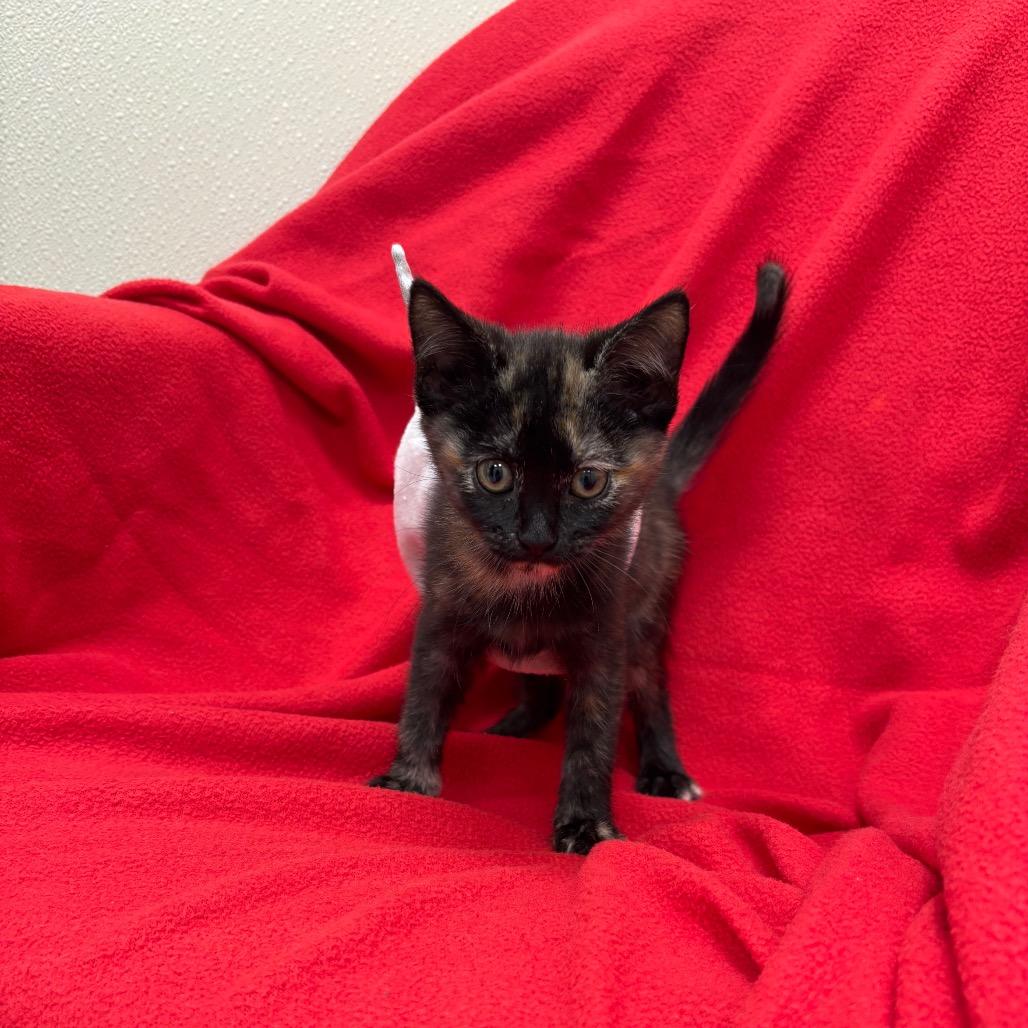 Starla photo