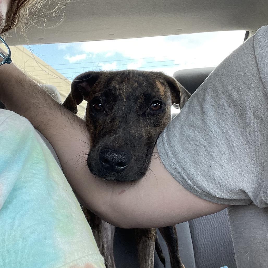 Enlarge Meadow, a Adoptable Mixed Breed in Jacksonville, FL image 1/6