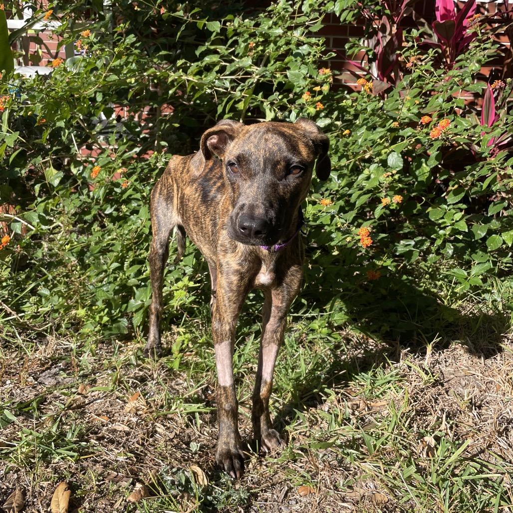 Enlarge Meadow, a Adoptable Mixed Breed in Jacksonville, FL image 2/6
