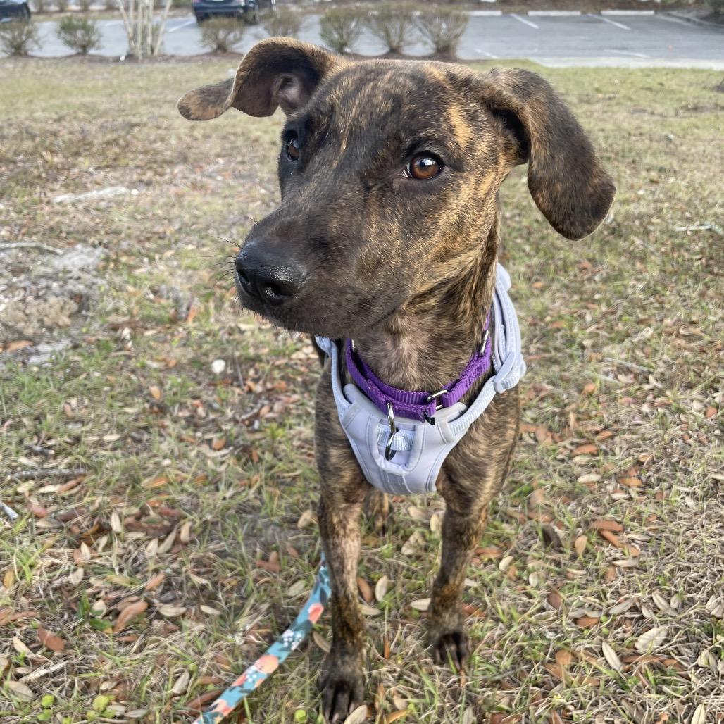 Enlarge Meadow, a Adoptable Mixed Breed in Jacksonville, FL image 4/6