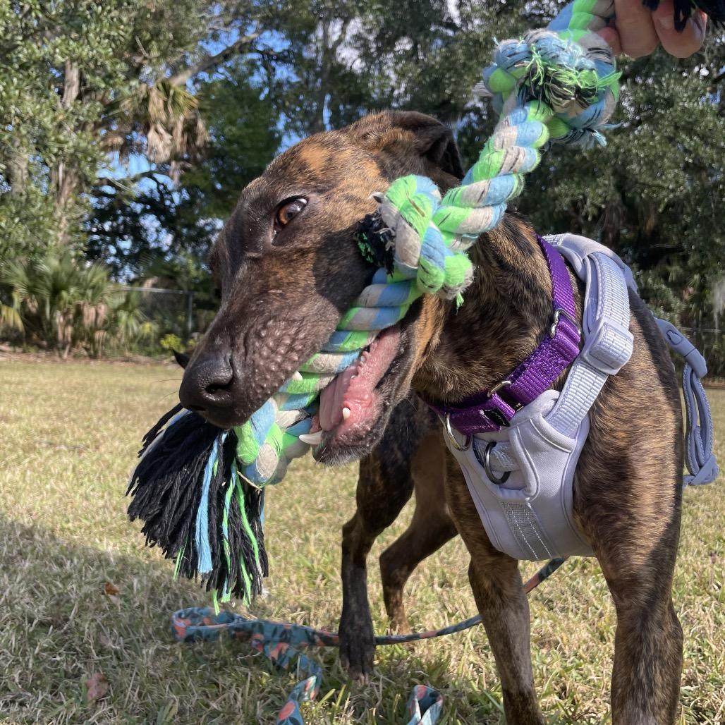 Enlarge Meadow, a Adoptable Mixed Breed in Jacksonville, FL image 5/6