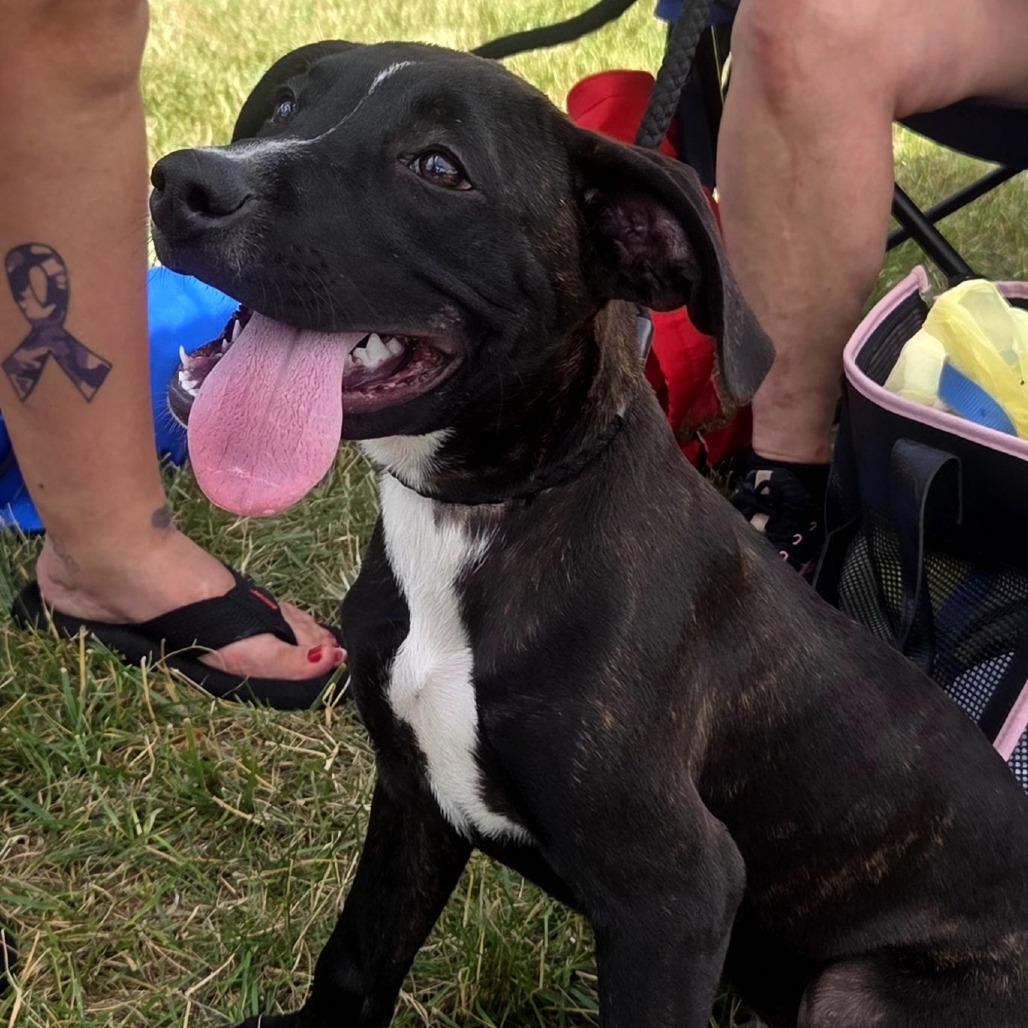 Tyrik, Adoptable, Young Male Mixed Breed.