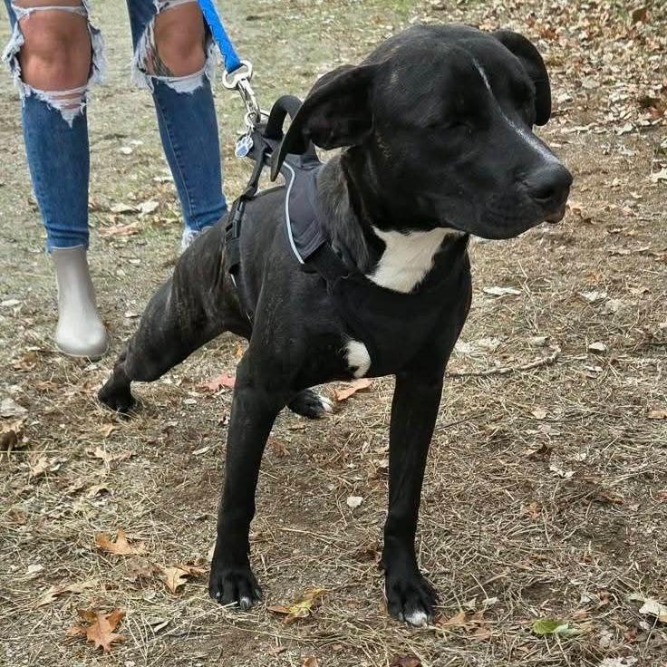 Enlarge Tyrik, a Adoptable Mixed Breed in Lima, OH image 3/4