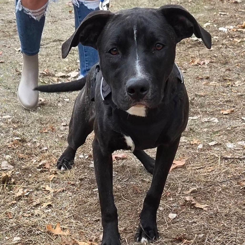 Enlarge Tyrik, a Adoptable Mixed Breed in Lima, OH image 4/4