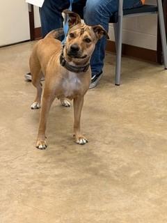 Daisy Lou, a Adoptable mixed breed in Irving, TX image 1/3