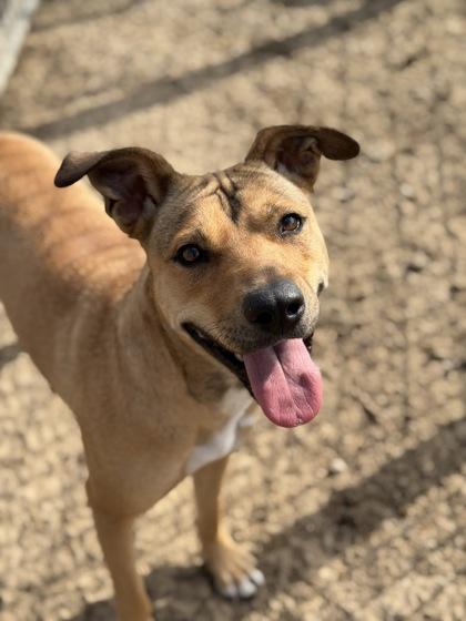 Daisy Lou, a Adoptable mixed breed in Irving, TX image 2/3