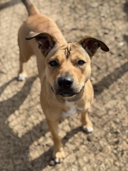 Daisy Lou, a Adoptable mixed breed in Irving, TX image 3/3