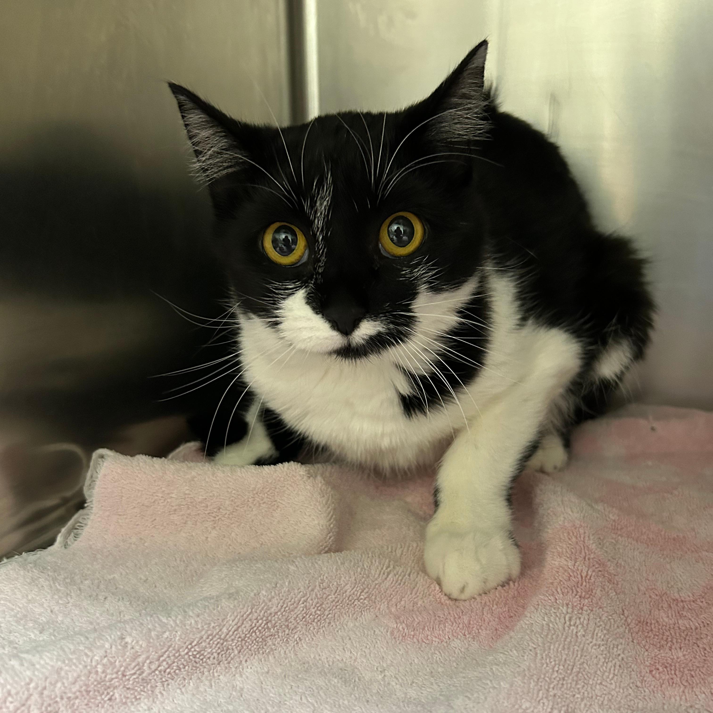 Enlarge Pumpkin Spice, a Adoptable mixed breed in Lindon, UT image 1/1