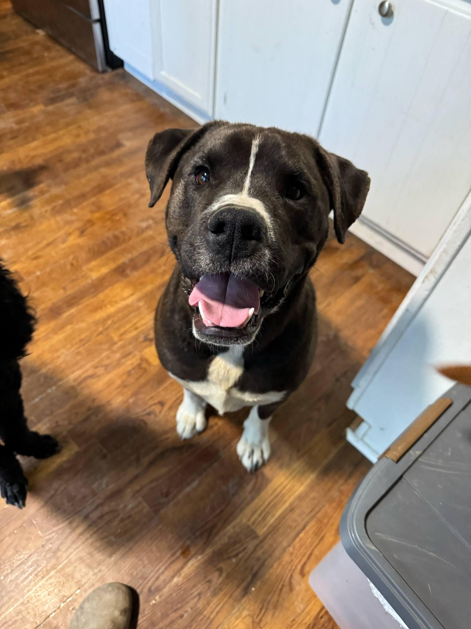 Goose, Young Male Boxer